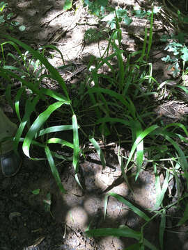 Imagem de Panicum gymnocarpon Elliott