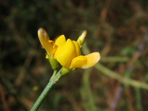 صورة Genista fasselata Decne.