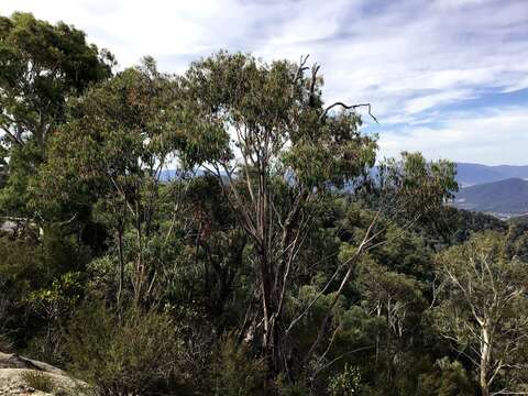 Image of Eucalyptus chapmaniana Cameron
