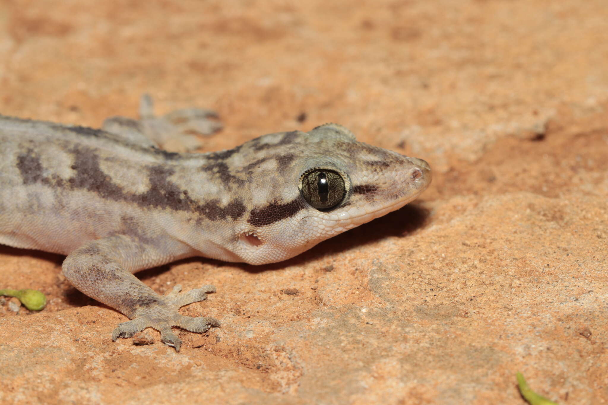 Image of Brazilian gecko