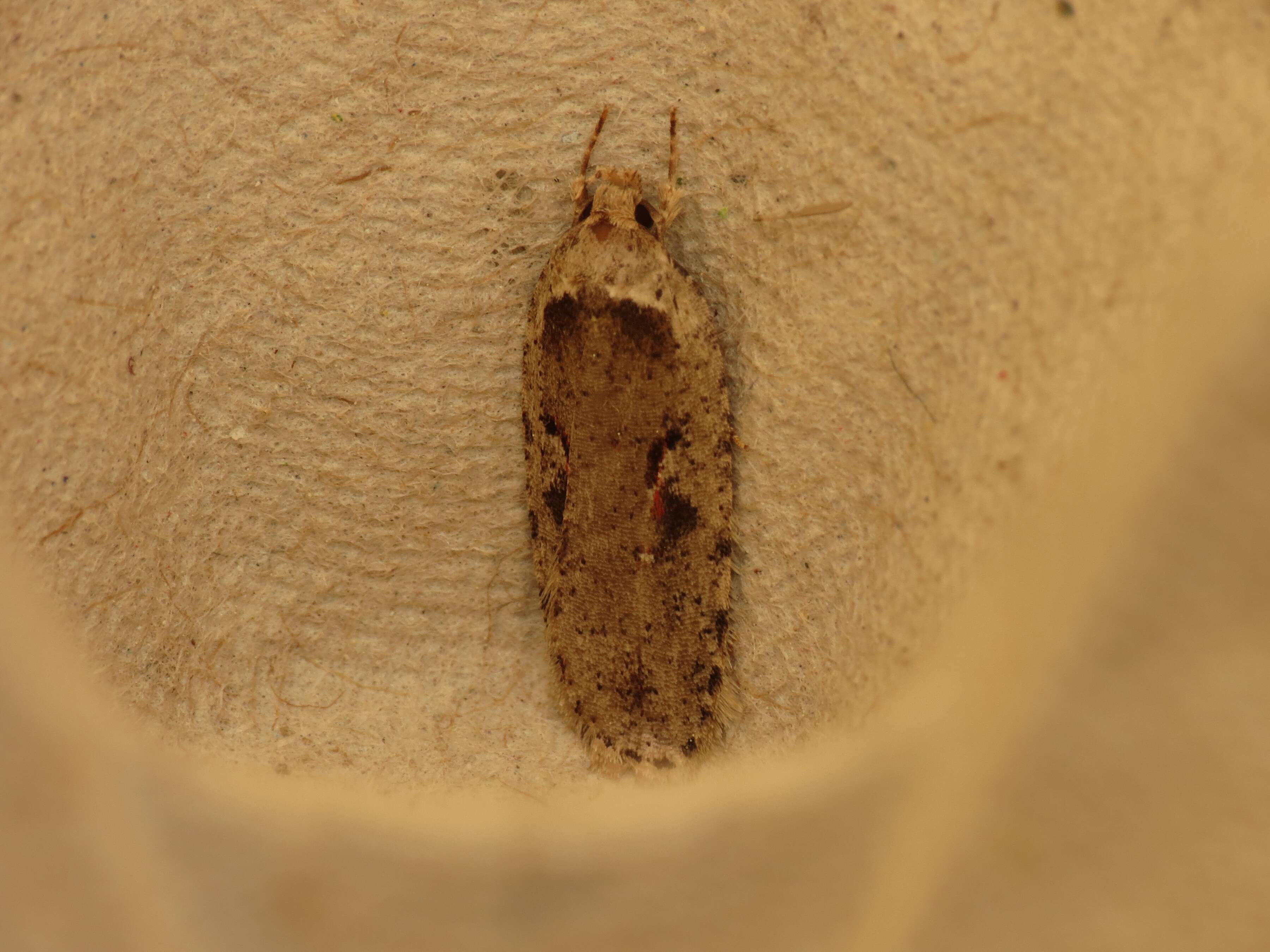 Image of Agonopterix ocellana Fabricius 1775