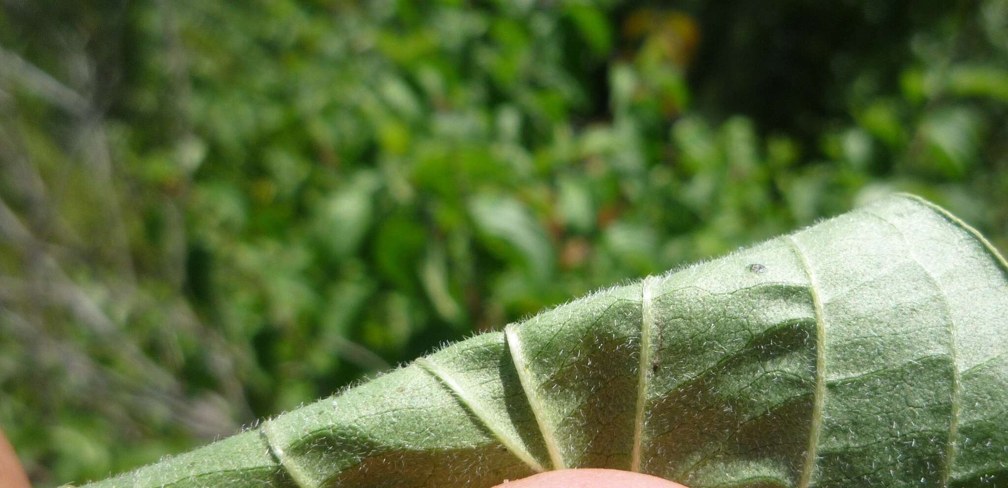 Image of Cornus sanguinea subsp. sanguinea