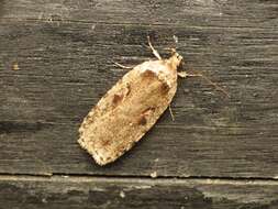 Image of Agonopterix ocellana Fabricius 1775