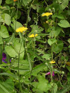 Image de Sonchus brachyotus DC.