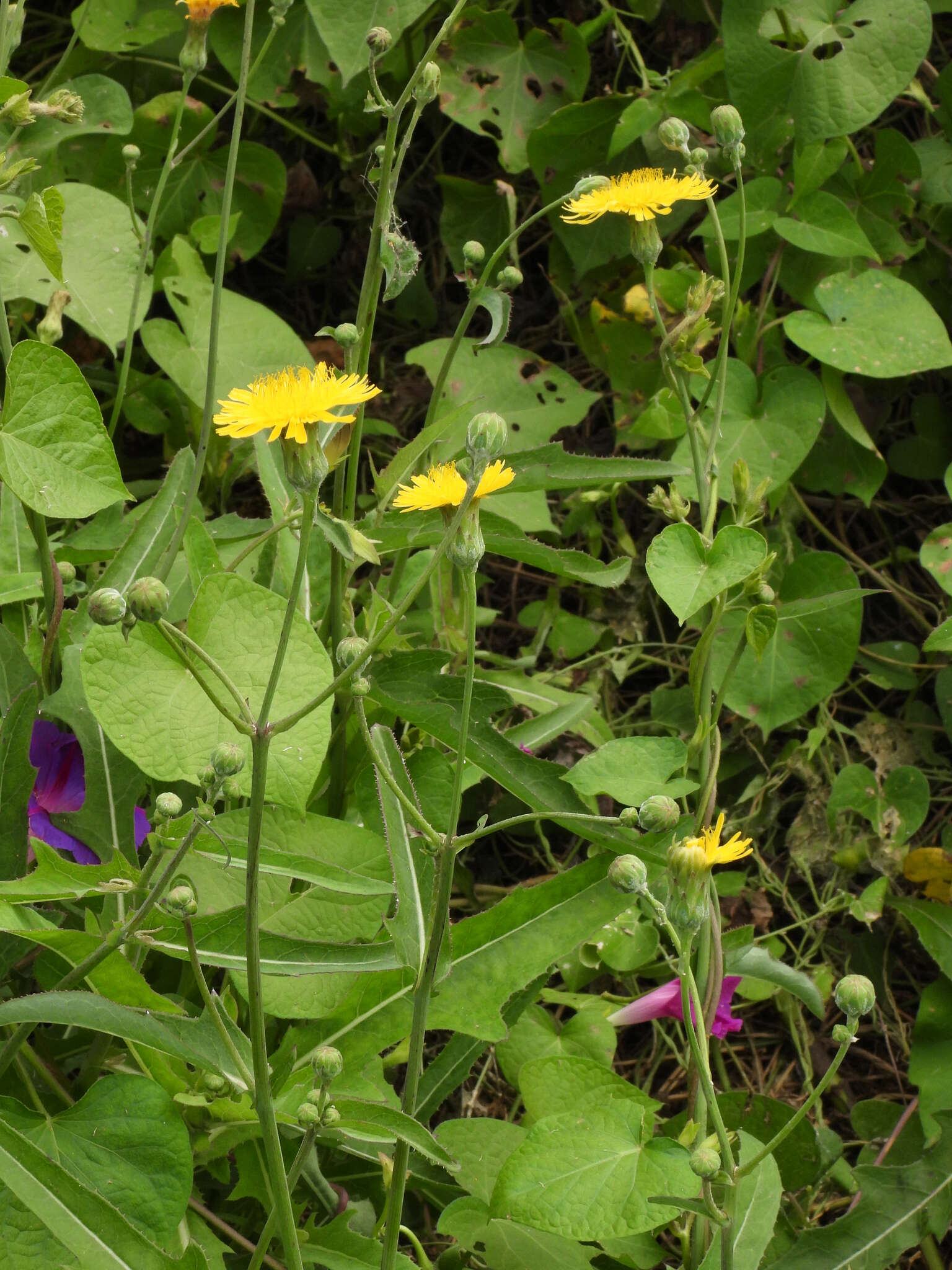 Image de Sonchus brachyotus DC.