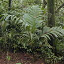 Image of Nicobar palm