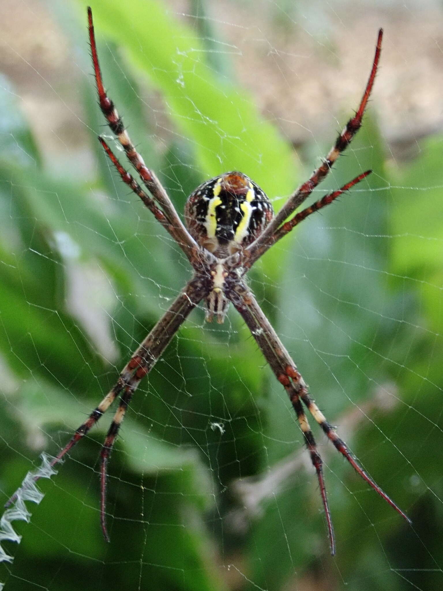 Image of Argiope aetherea (Walckenaer 1841)