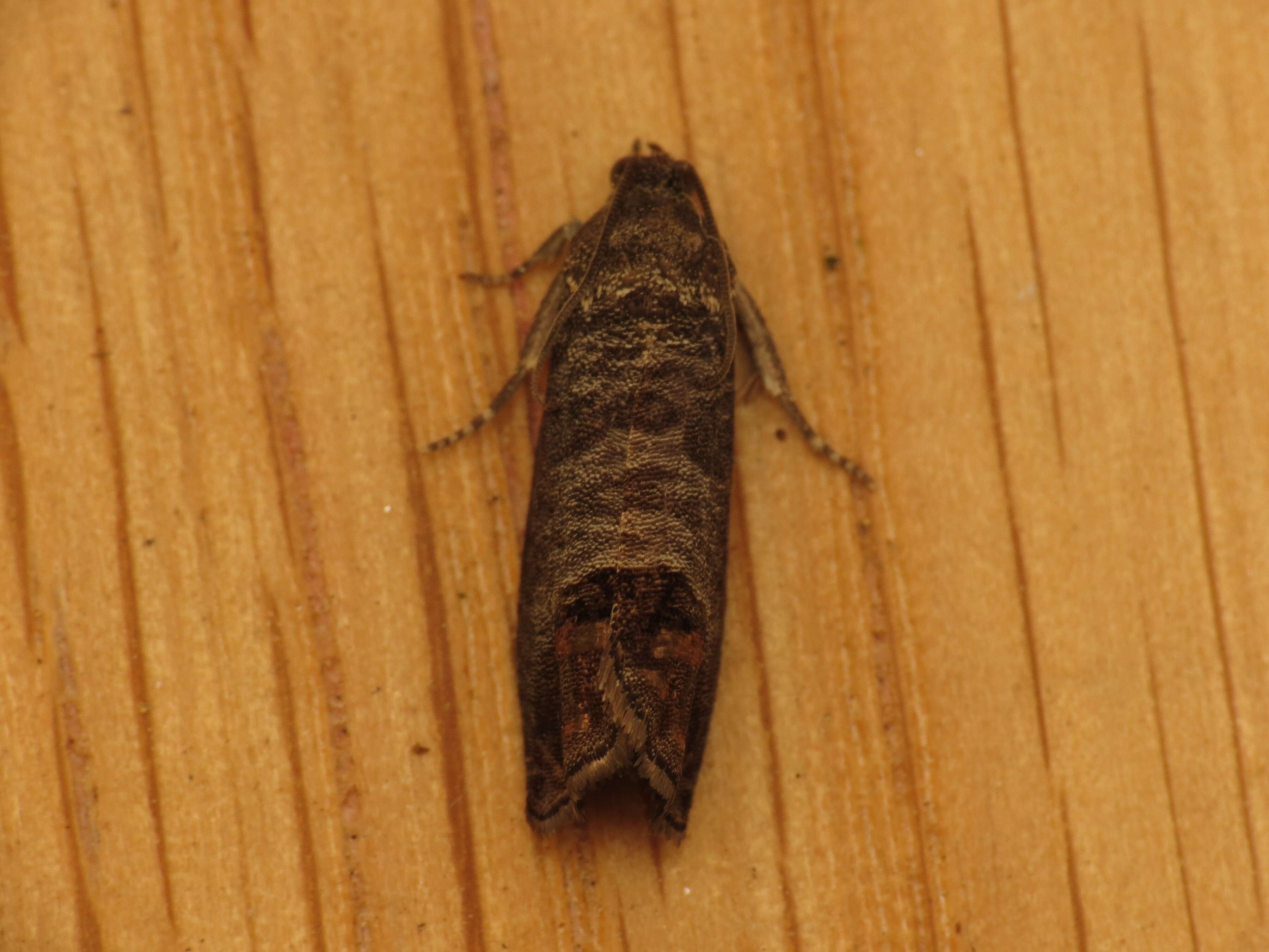 Image of codling moth