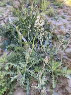 Image of Marble Canyon winged rockcress