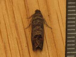 Image of codling moth