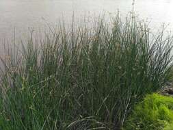 Image of lakeshore bulrush