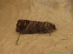 Image of codling moth