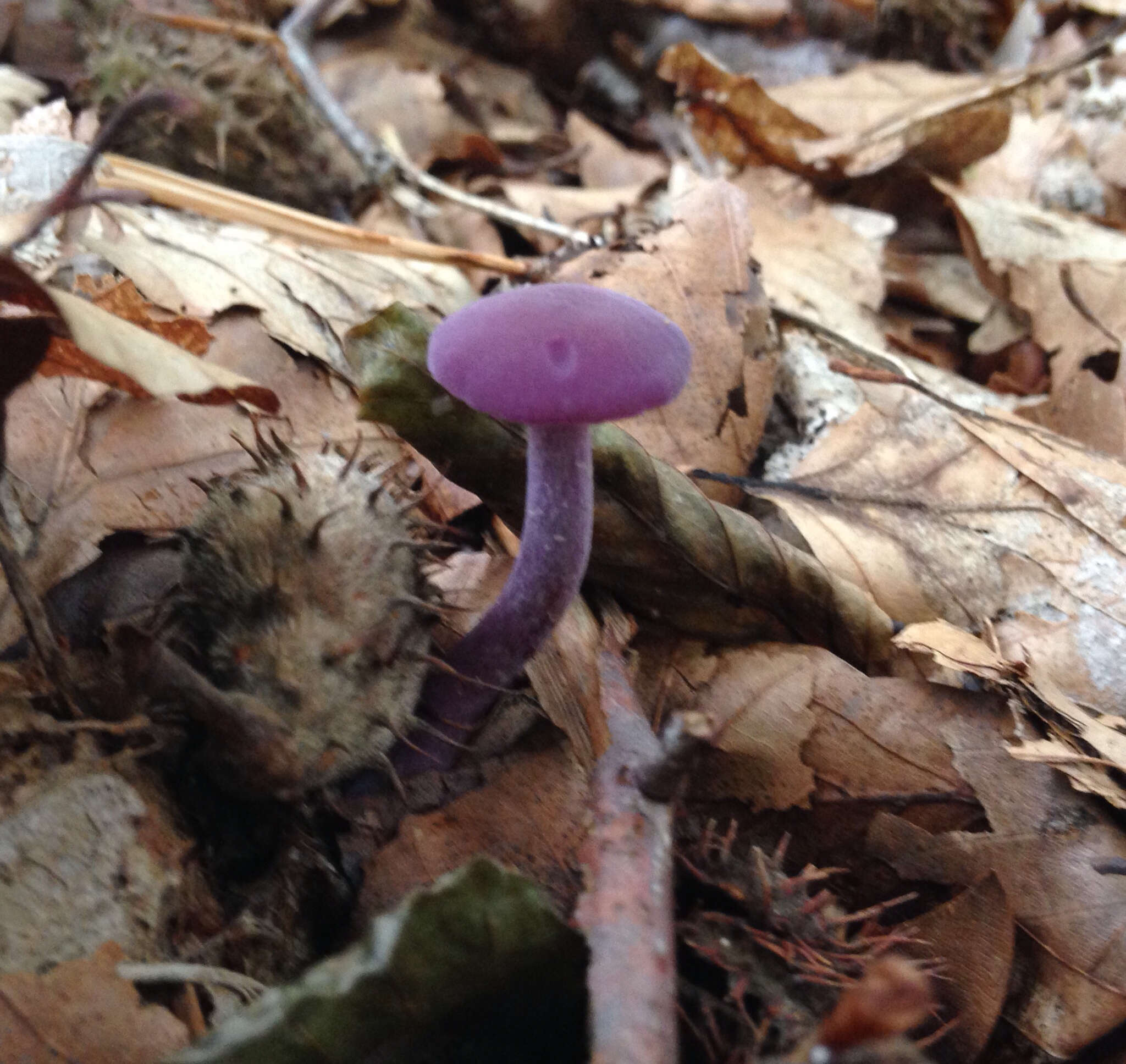 Image of Laccaria amethystina Cooke 1884