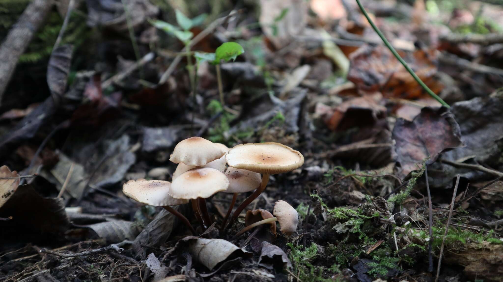 Image of Marasmius cohaerens (Pers.) Cooke & Quél. 1878