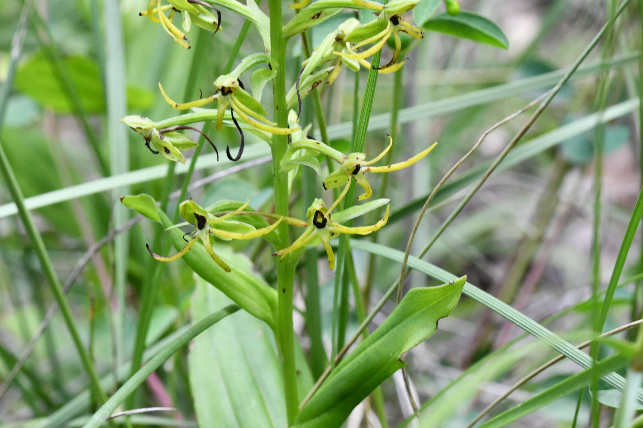 Habenaria novemfida Lindl. resmi