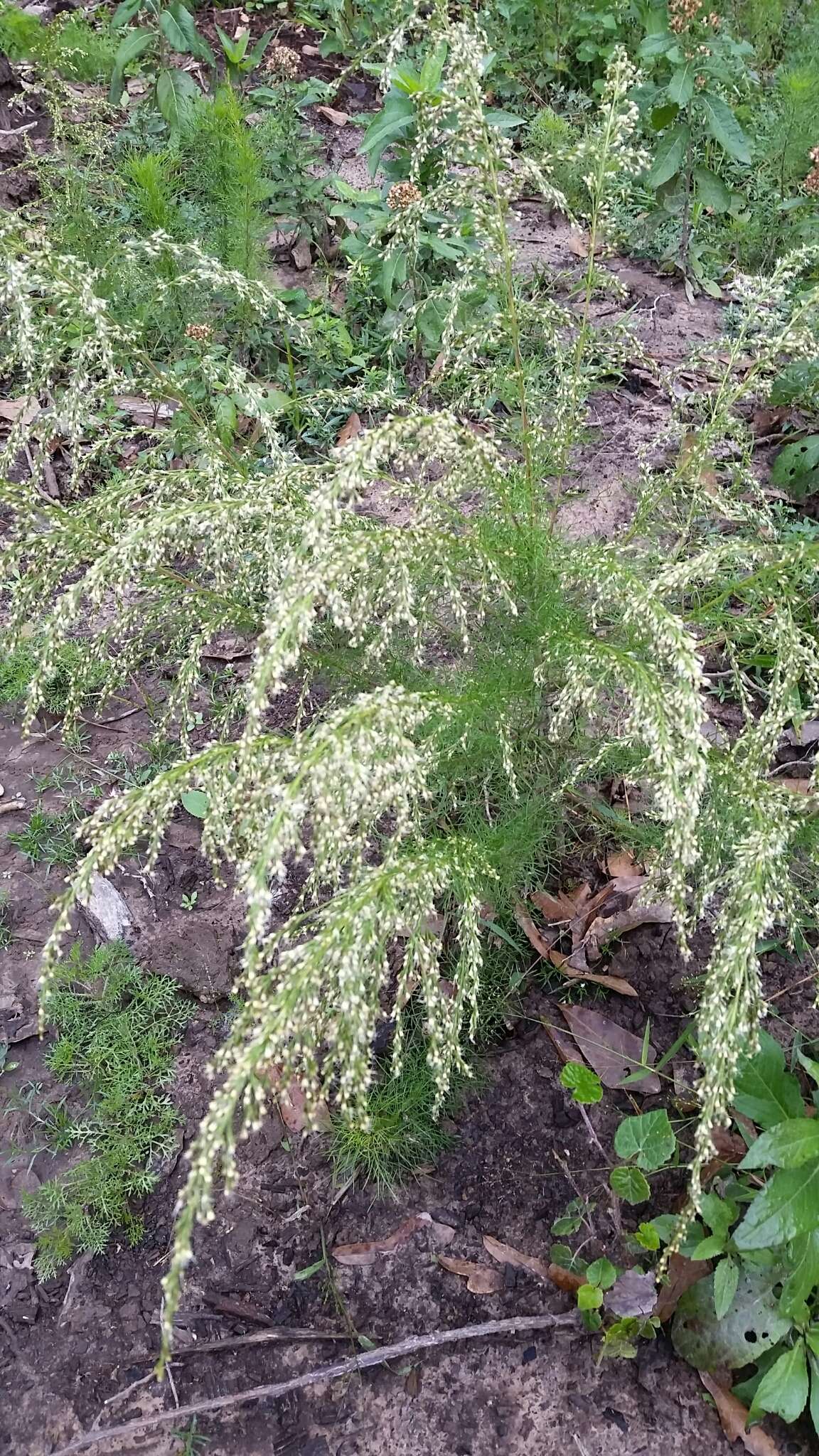 Eupatorium capillifolium (Lam.) Small的圖片