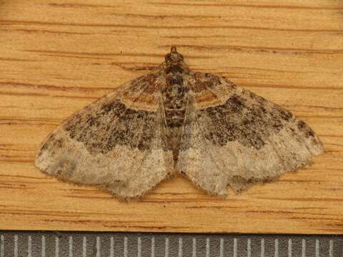 Image of dark-barred twin-spot carpet