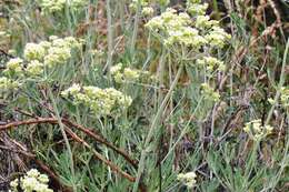 Image of parsnipflower buckwheat