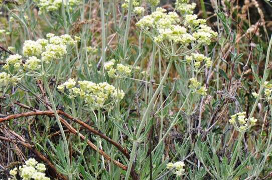 Image of parsnipflower buckwheat