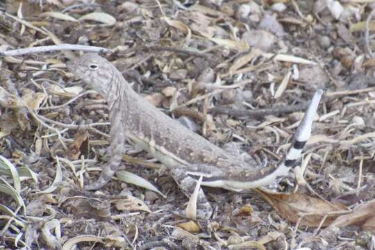 Image of Callisaurus draconoides ventralis (Hallowell 1852)