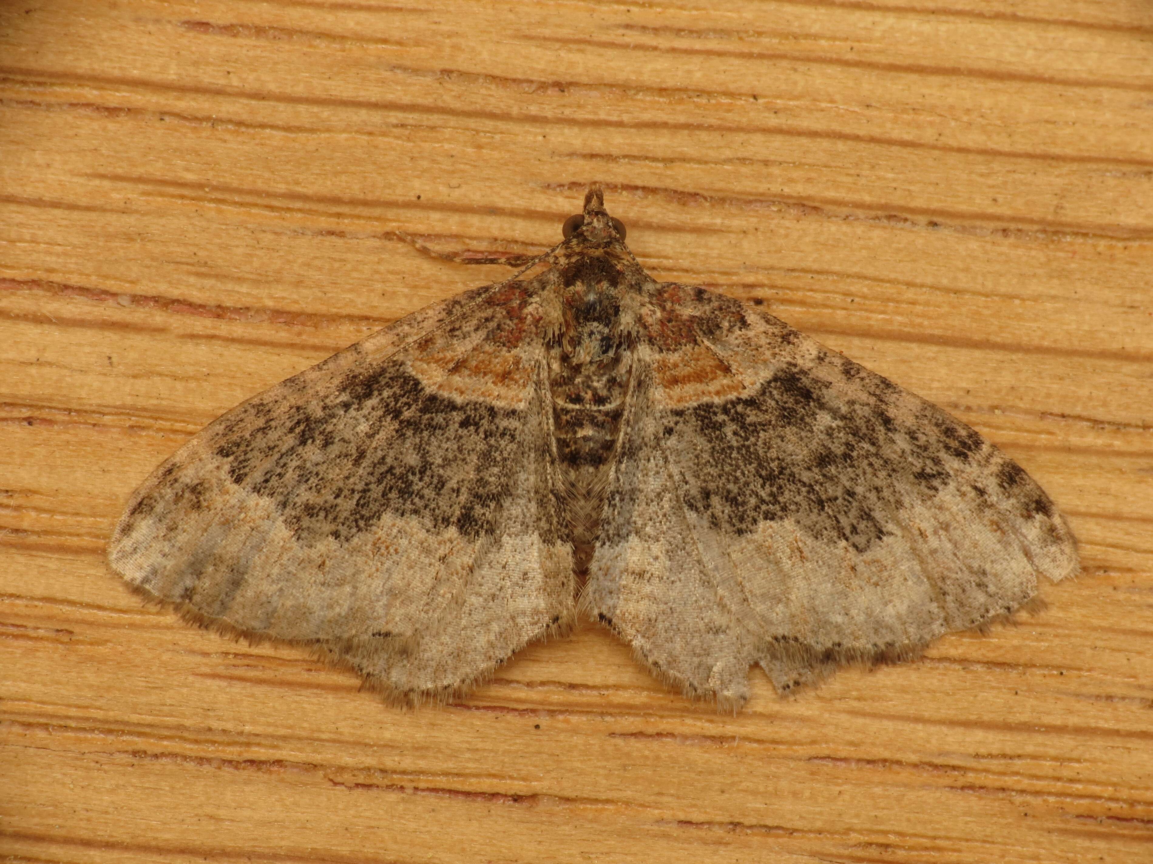 Image of dark-barred twin-spot carpet