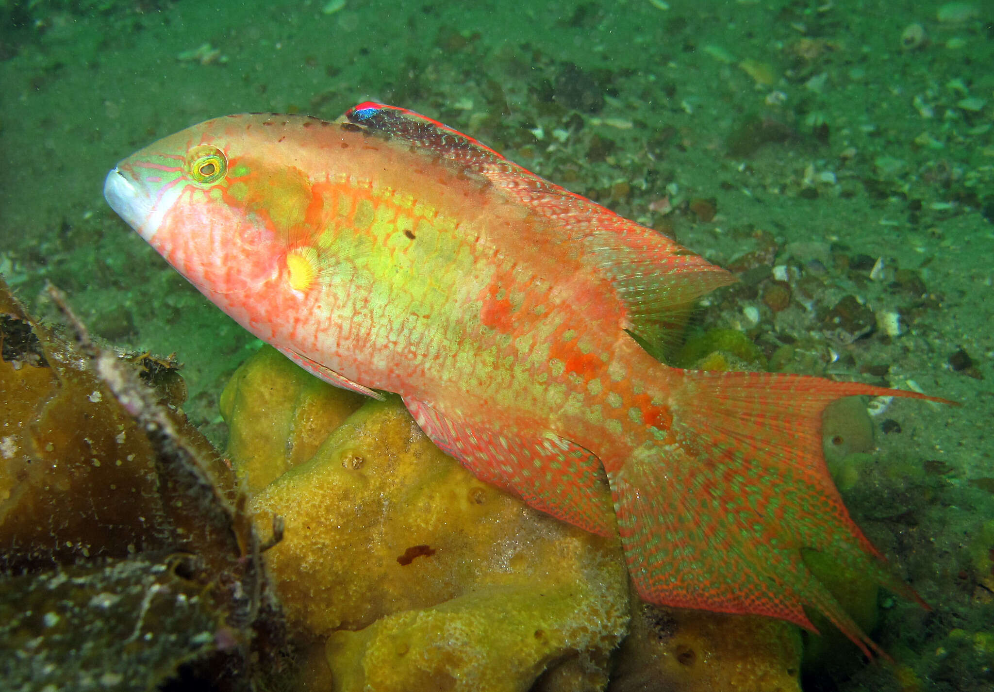 Oxycheilinus bimaculatus (Valenciennes 1840) resmi