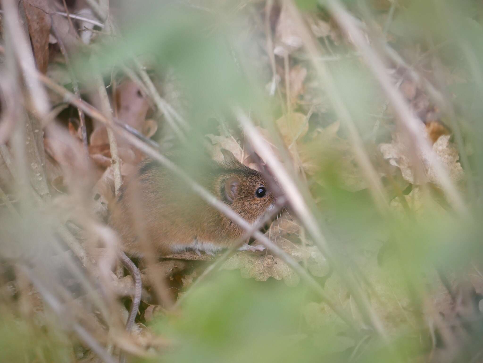 Image of Striped Field Mouse