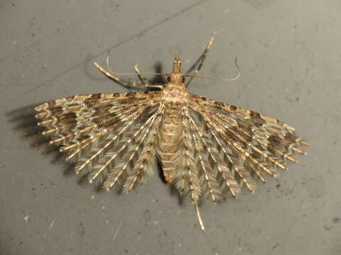 Image of twenty-plume moth