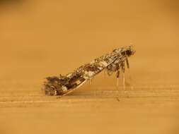 Image of privet leaf miner