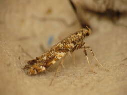 Image of privet leaf miner