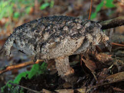 Слика од Strobilomyces strobilaceus (Scop.) Berk. 1851