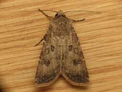 Image of turnip moth