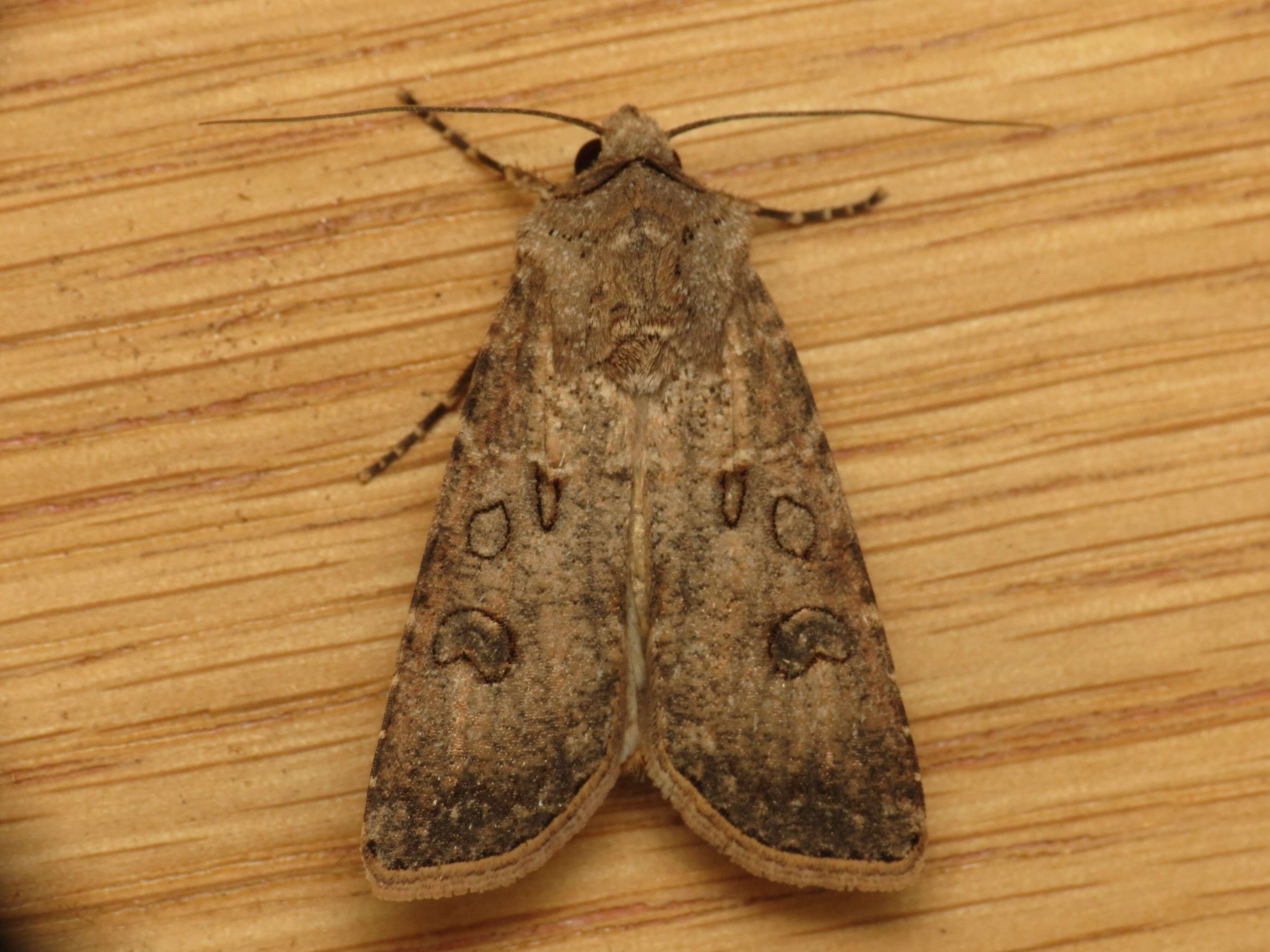 Image of turnip moth