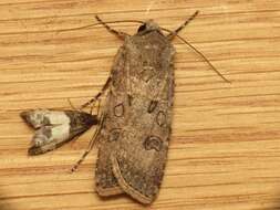 Image of turnip moth