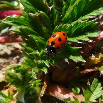 Image of 11-spot ladybird