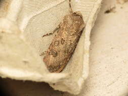 Image of turnip moth