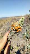 Image of Buddleja tubiflora Benth.