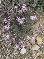 Image of cold-desert phlox