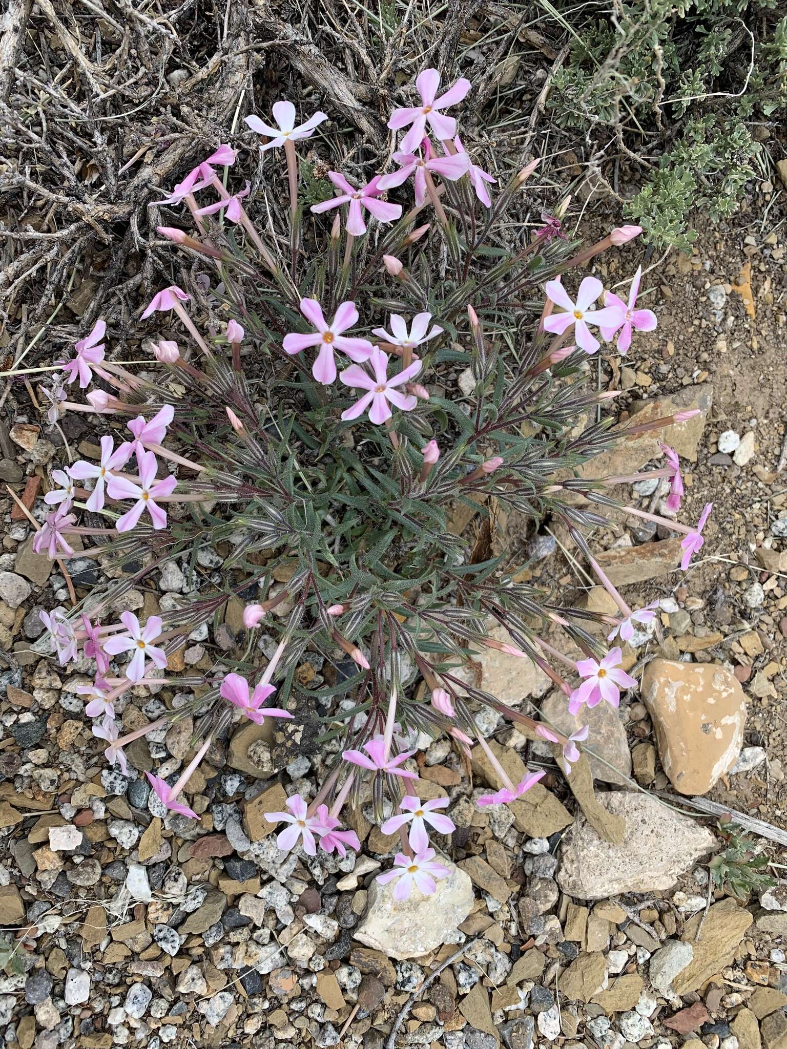 Image of cold-desert phlox