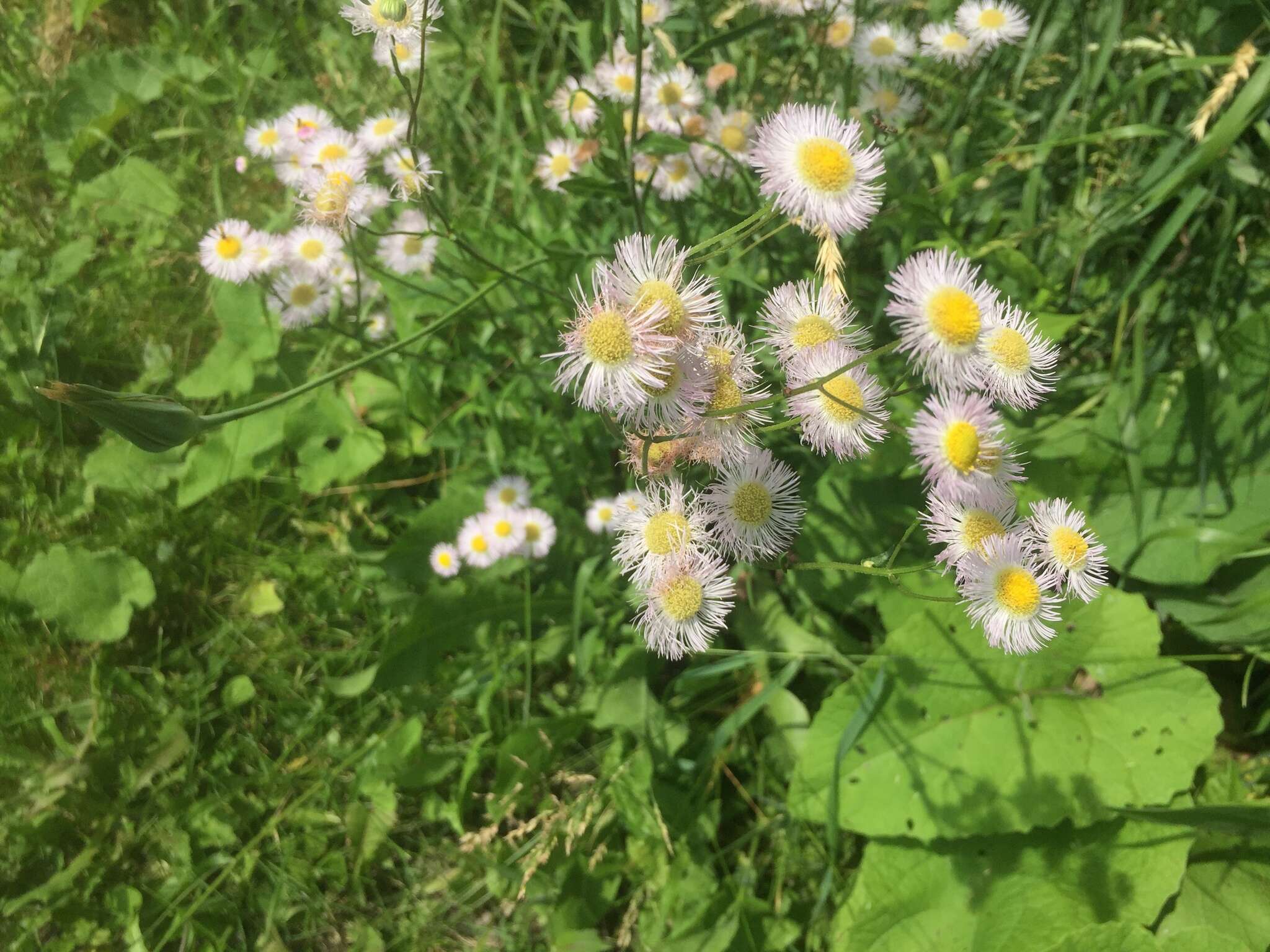 Erigeron philadelphicus var. philadelphicus的圖片