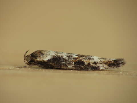 Image of Apple pith moth