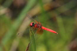 Image de Nannophya pygmaea Rambur 1842