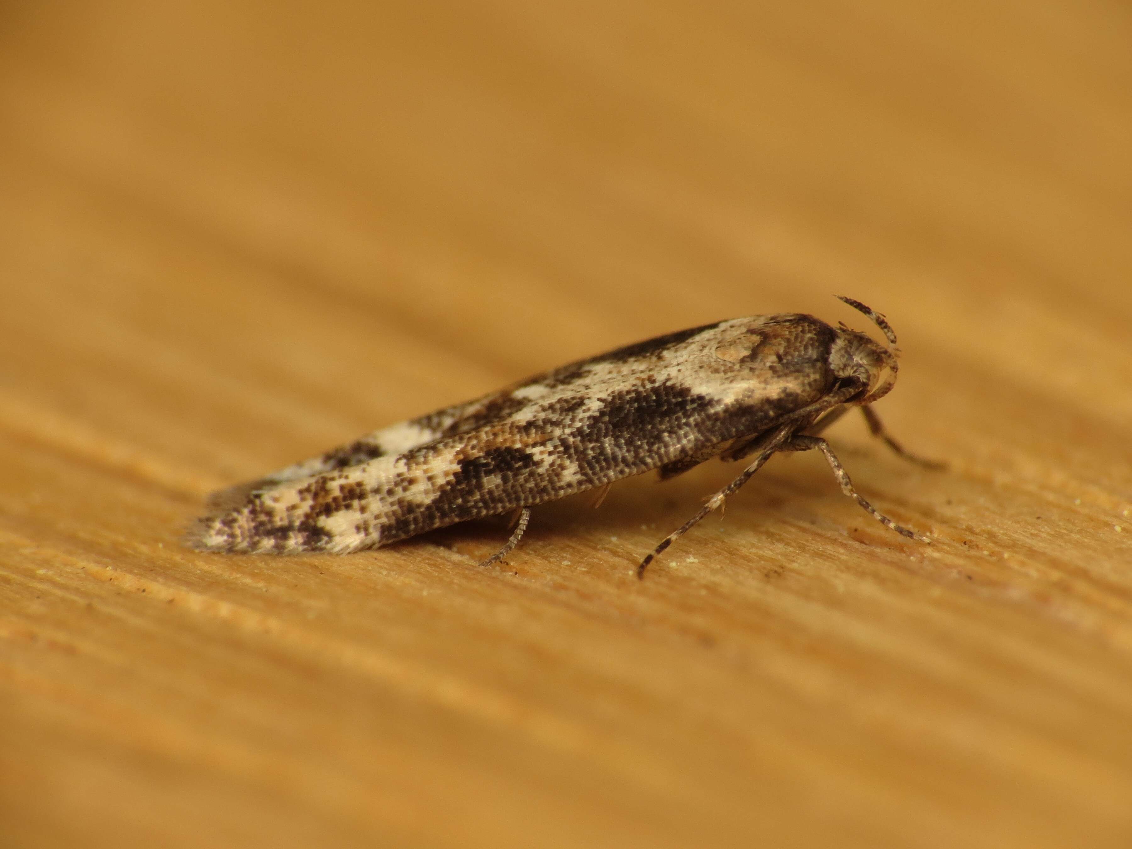 Image of Apple pith moth