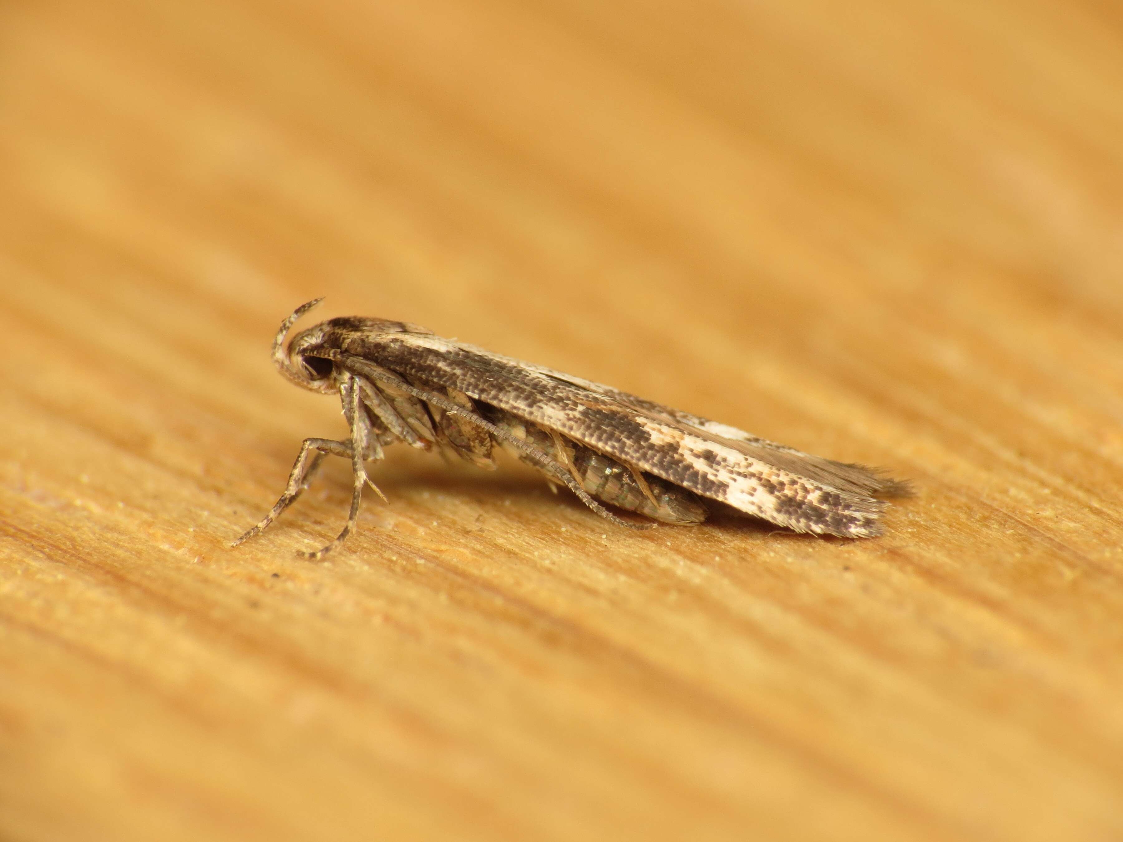 Image of Apple pith moth