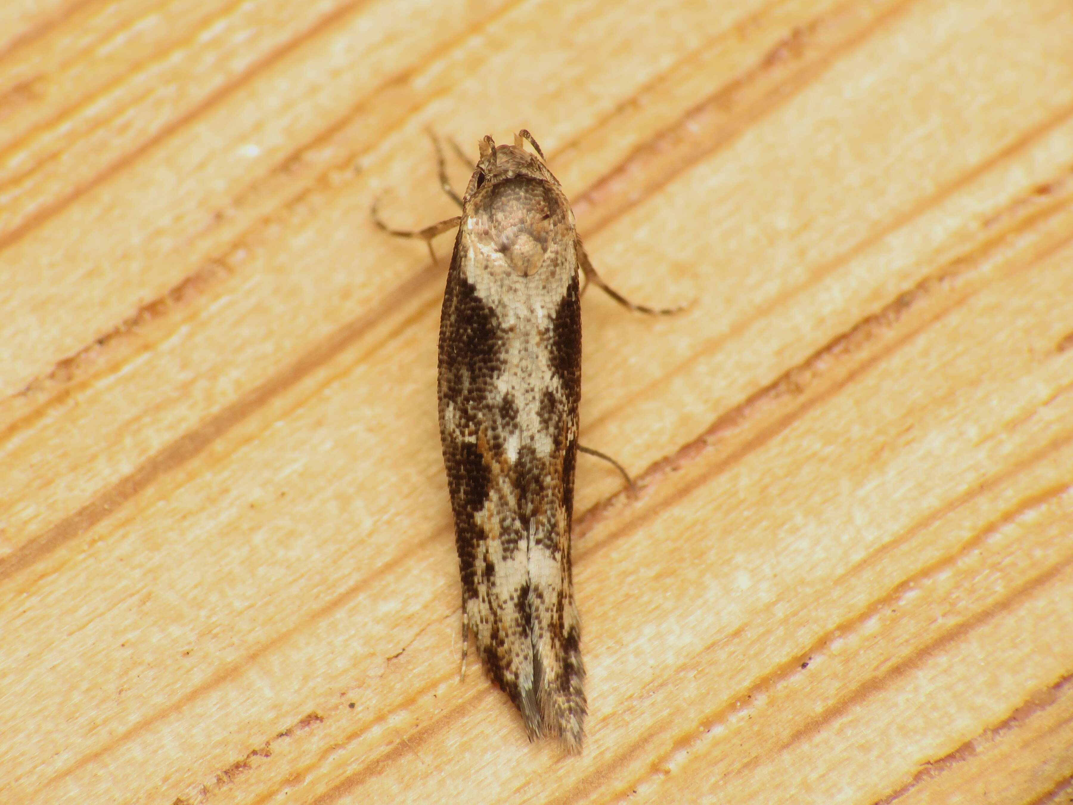 Image of Apple pith moth