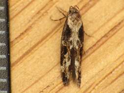 Image of Apple pith moth