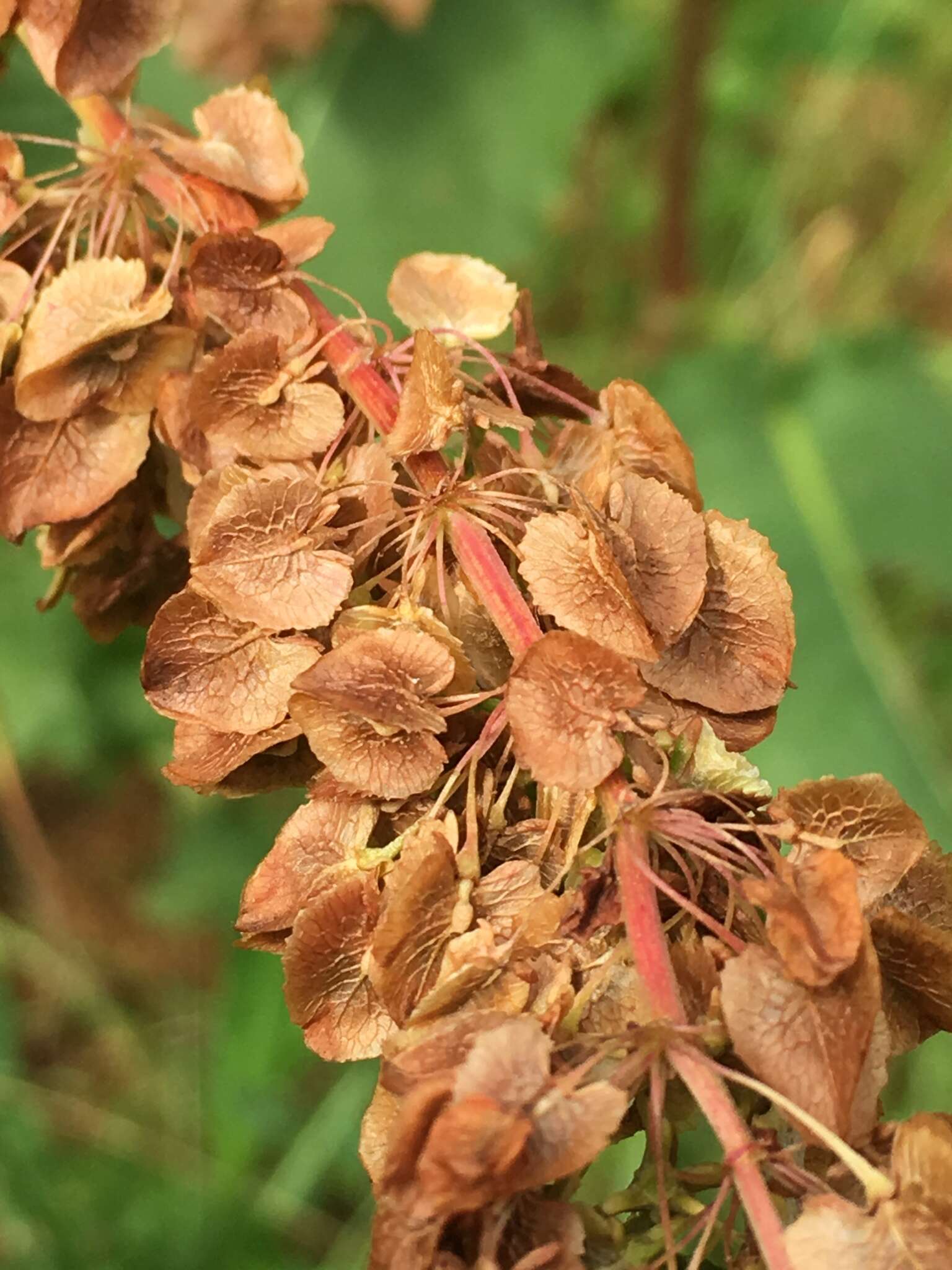 Rumex confusus Simonkai的圖片