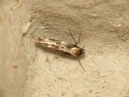 Image of Apple pith moth