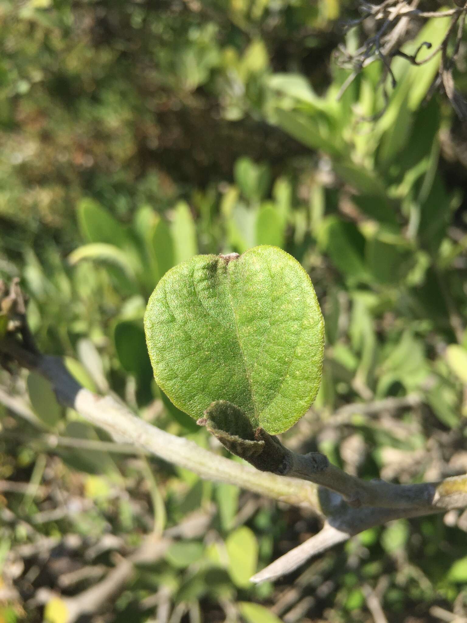 Image of largeleaf geigertree