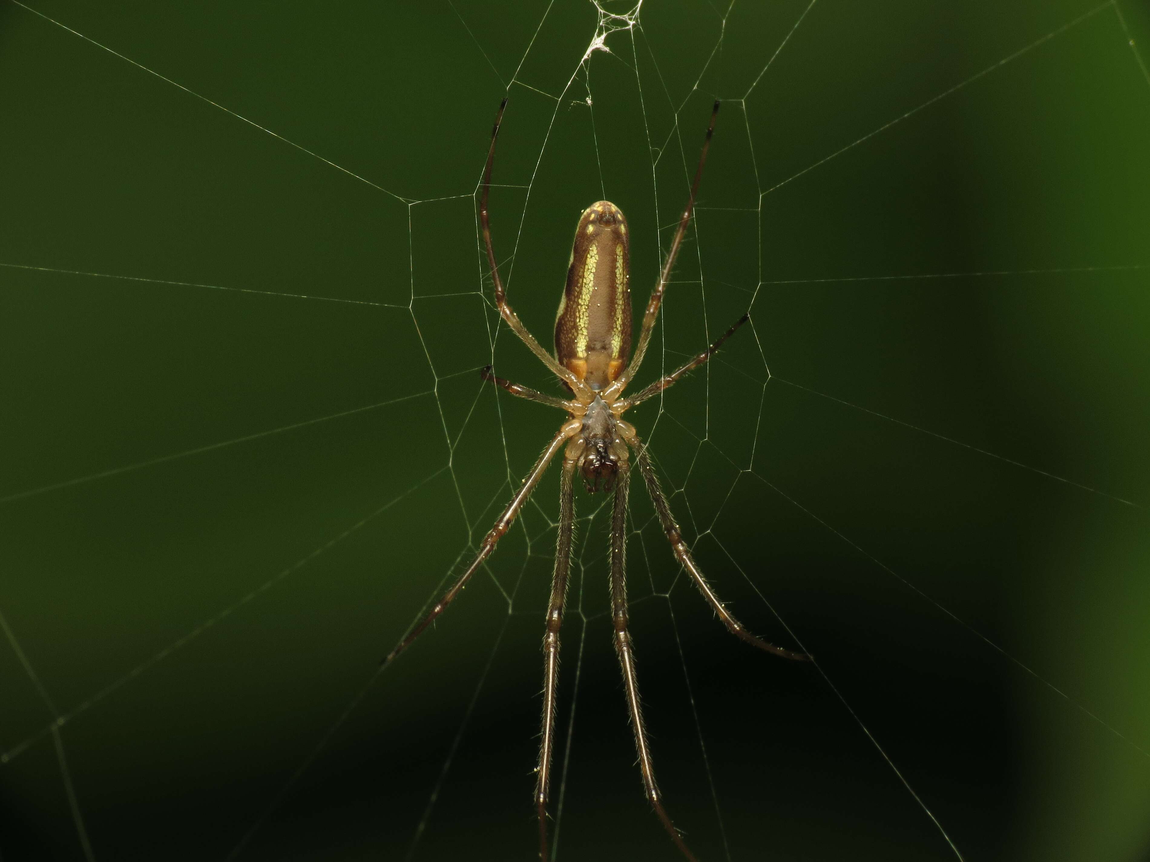 Image of Tetragnatha montana Simon 1874